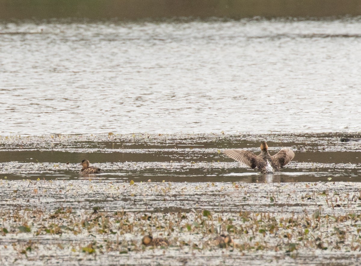 White-backed Duck - John Sterling