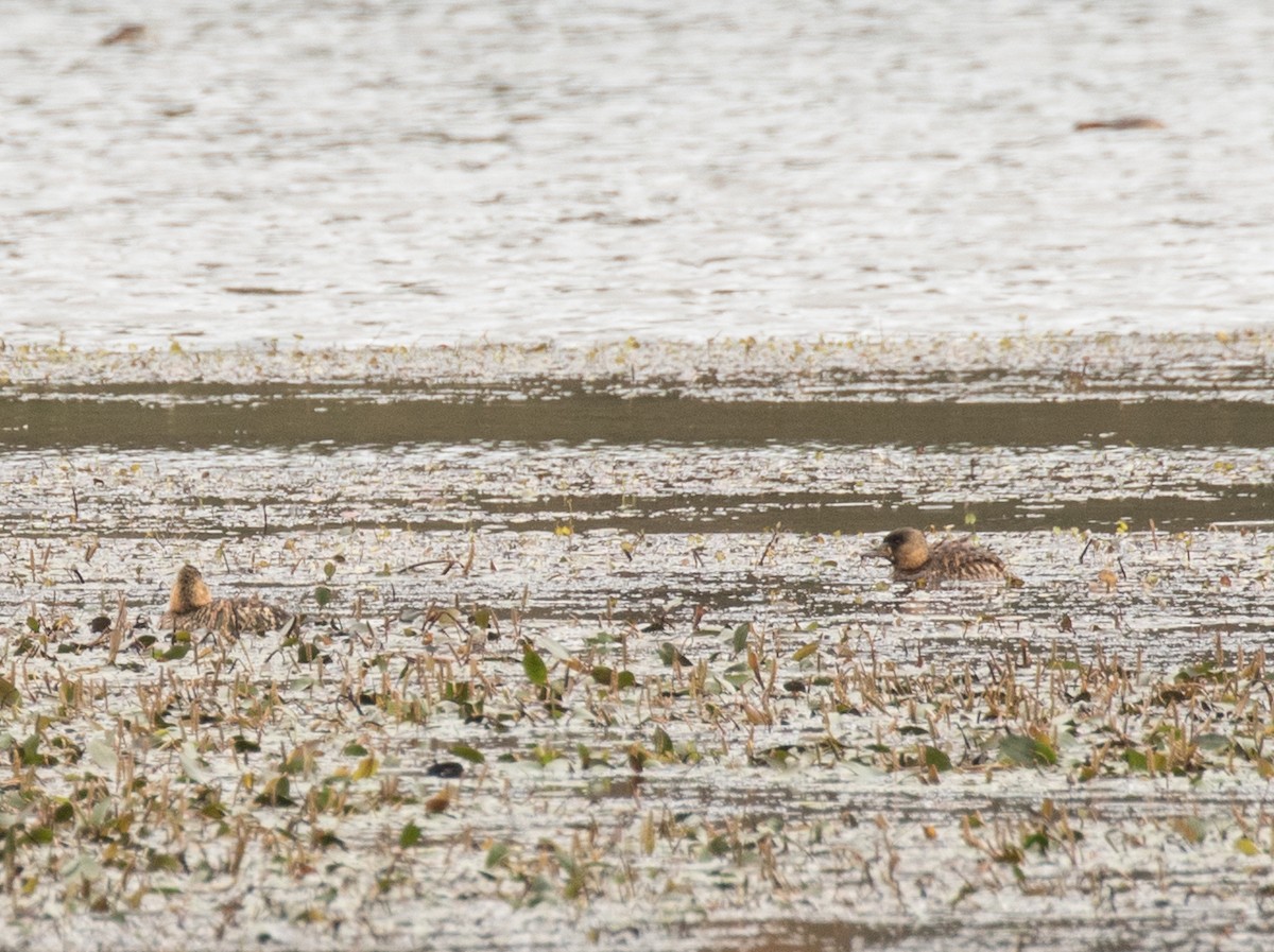 White-backed Duck - John Sterling