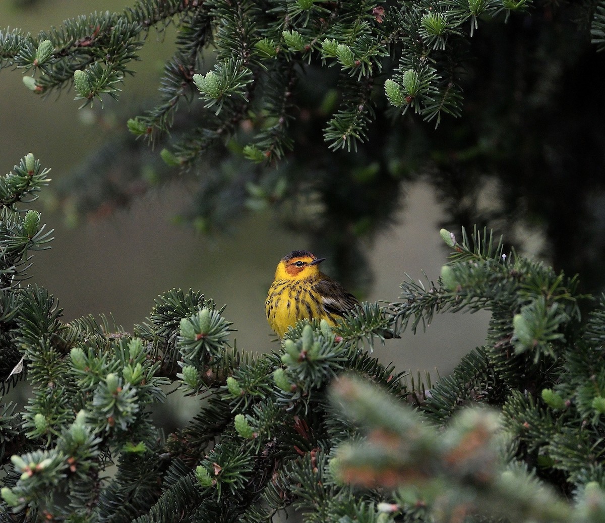 Cape May Warbler - ML226947921
