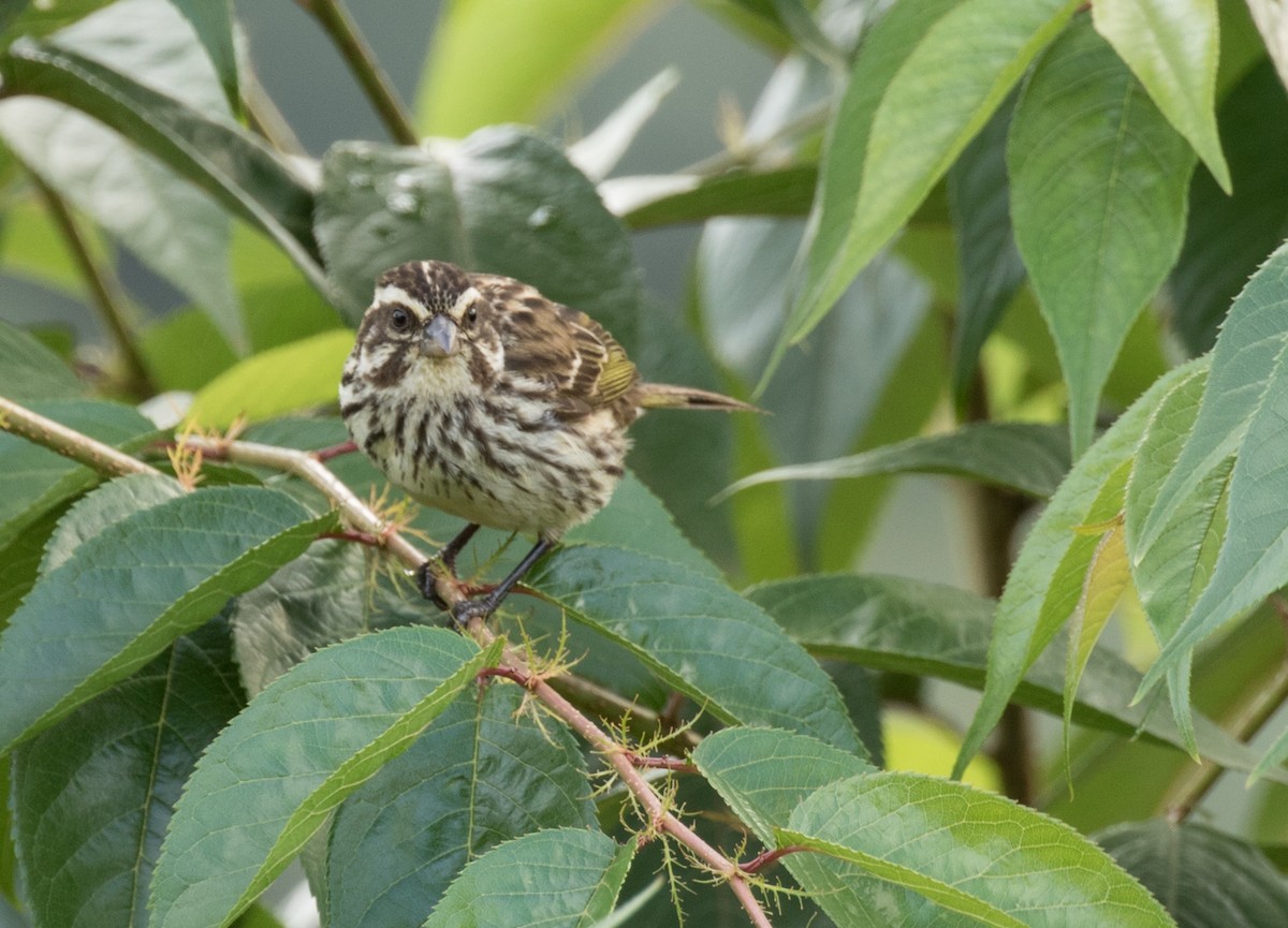 Serin strié - ML226948211