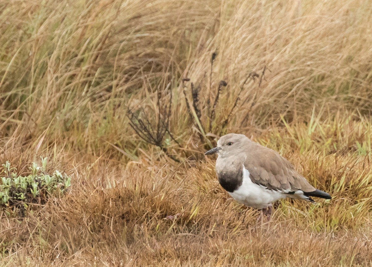 Black-winged Lapwing - ML226949361