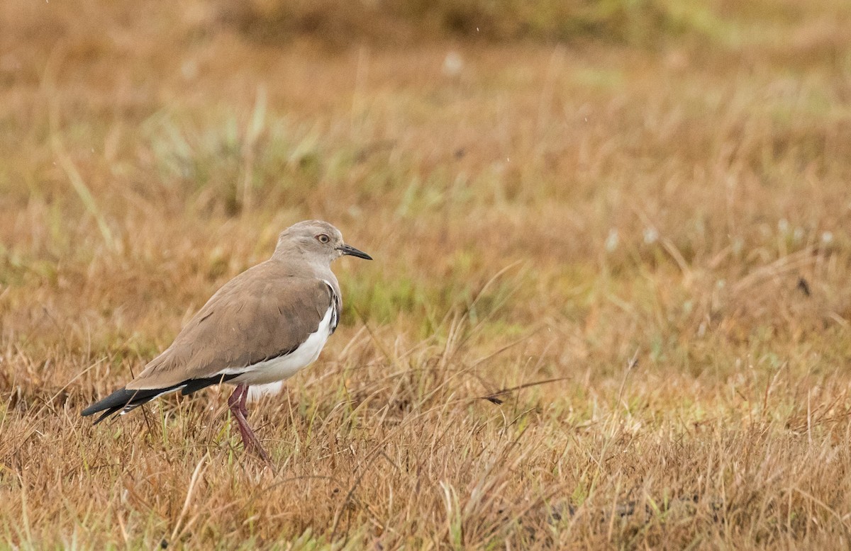 Black-winged Lapwing - ML226949381