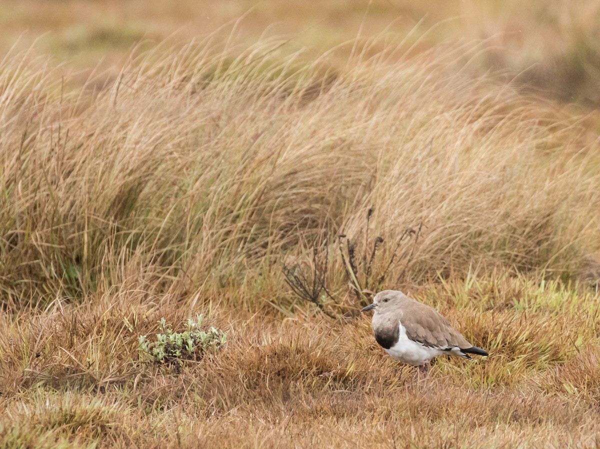 Black-winged Lapwing - ML226949401