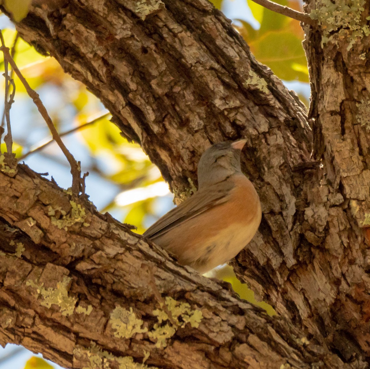 Dark-eyed Junco (Pink-sided) - Debra Craig