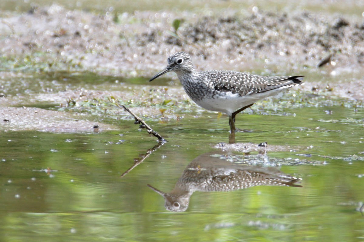 Solitary Sandpiper - ML226950381