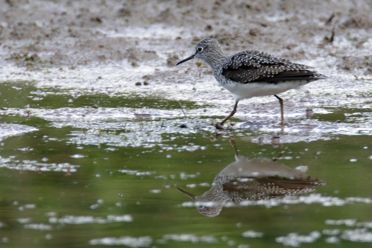 Solitary Sandpiper - ML226950451