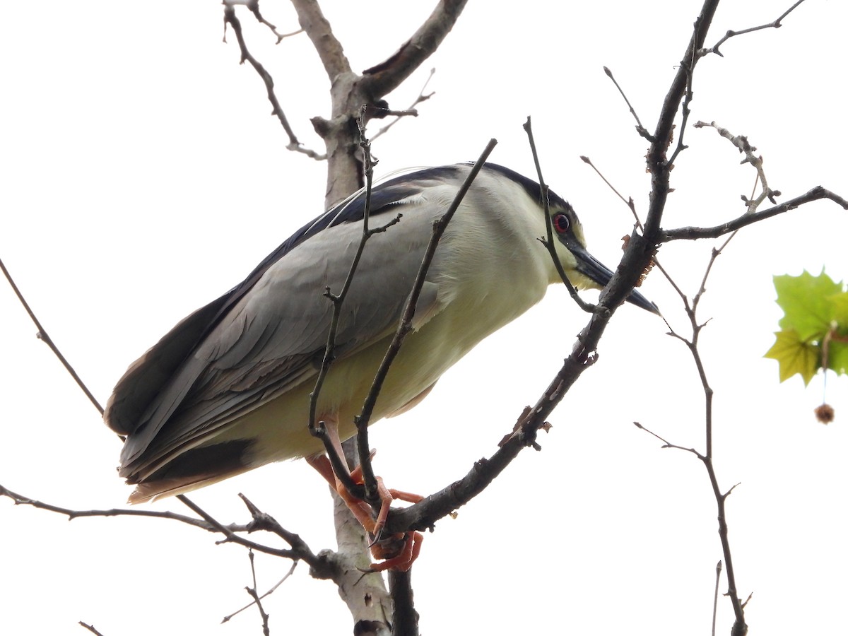 Black-crowned Night Heron - ML226950591