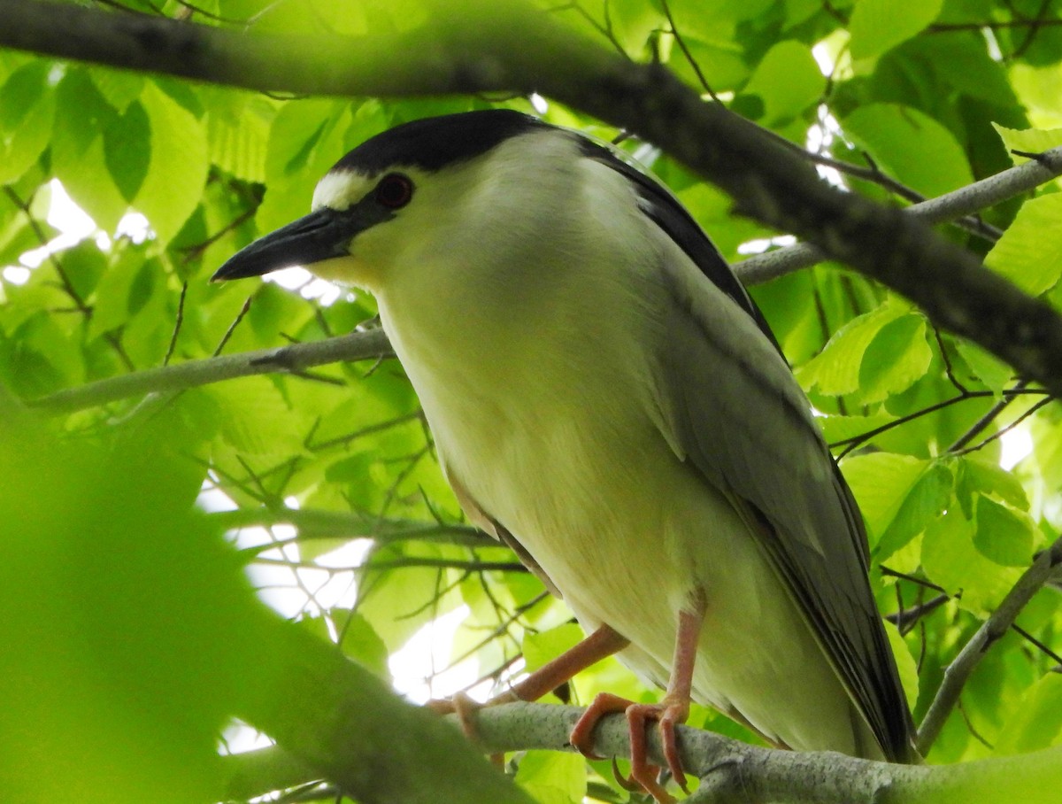 Black-crowned Night Heron - ML226950821