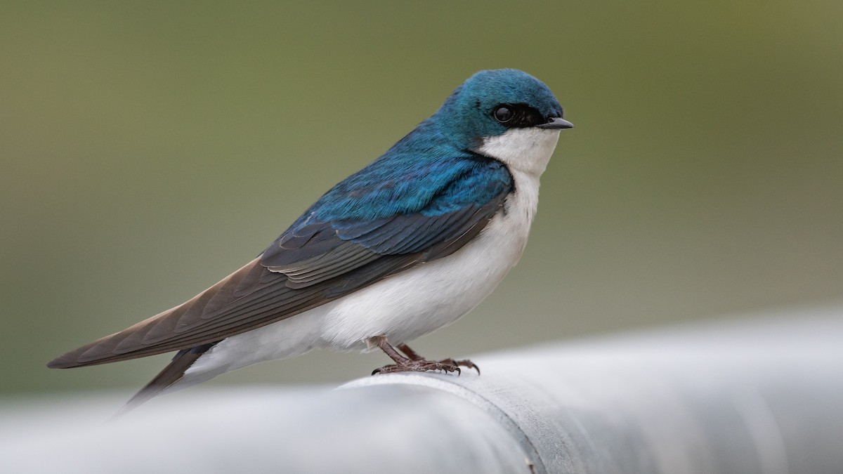 Golondrina Bicolor - ML226950991