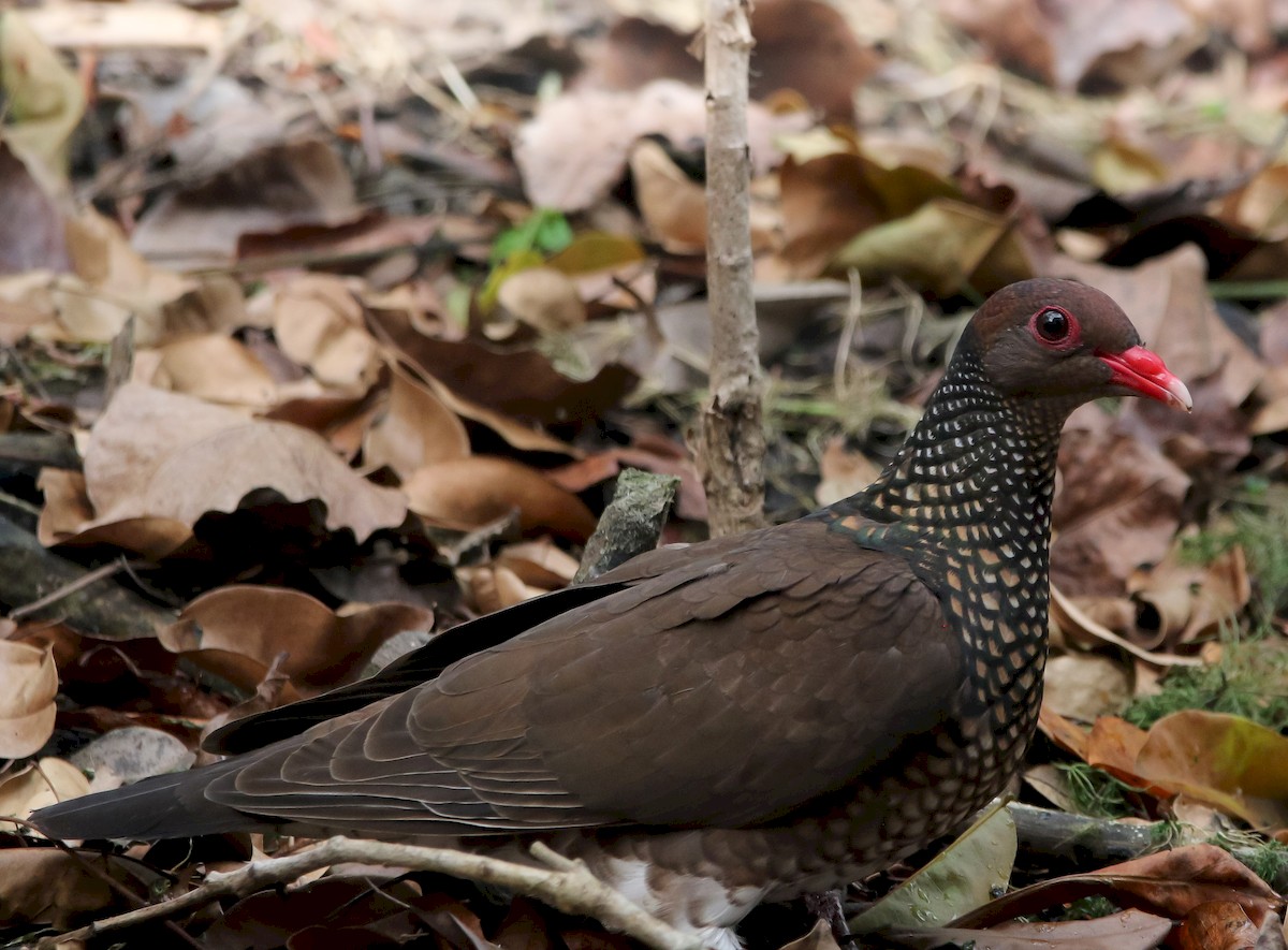 Scaled Pigeon - ML226951551