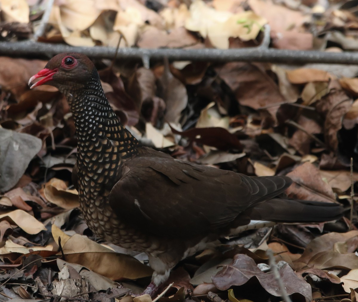 Scaled Pigeon - ML226951621