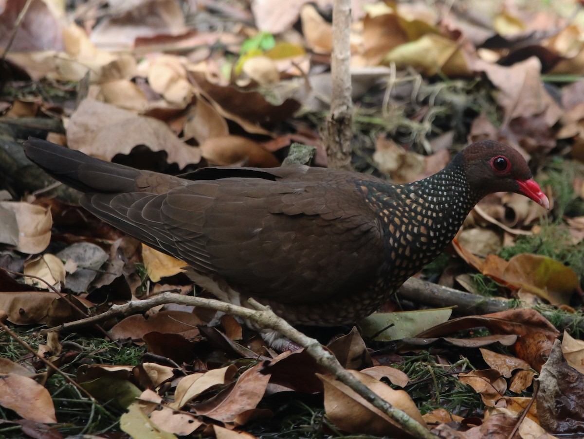 Scaled Pigeon - ML226951831