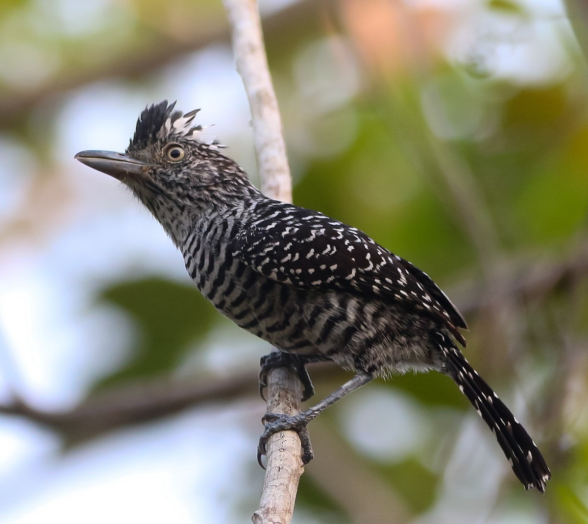Barred Antshrike - ML226953091