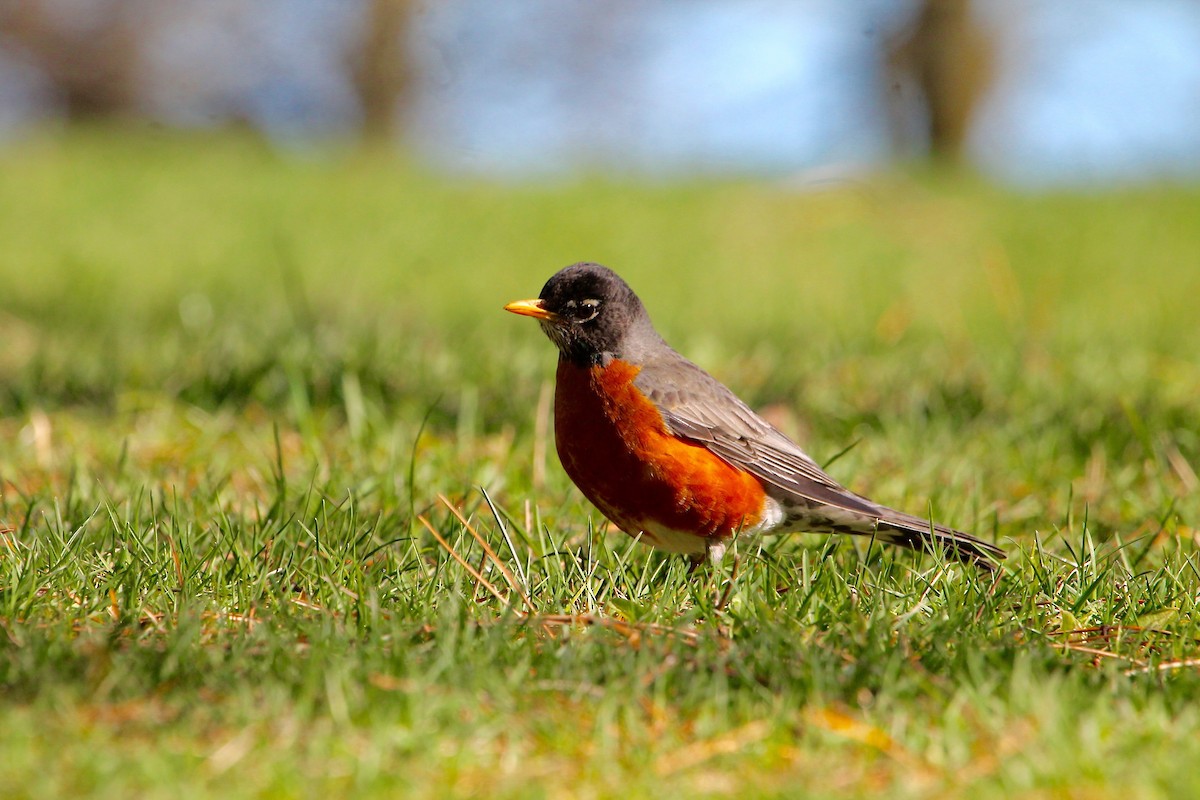 American Robin - ML226953641