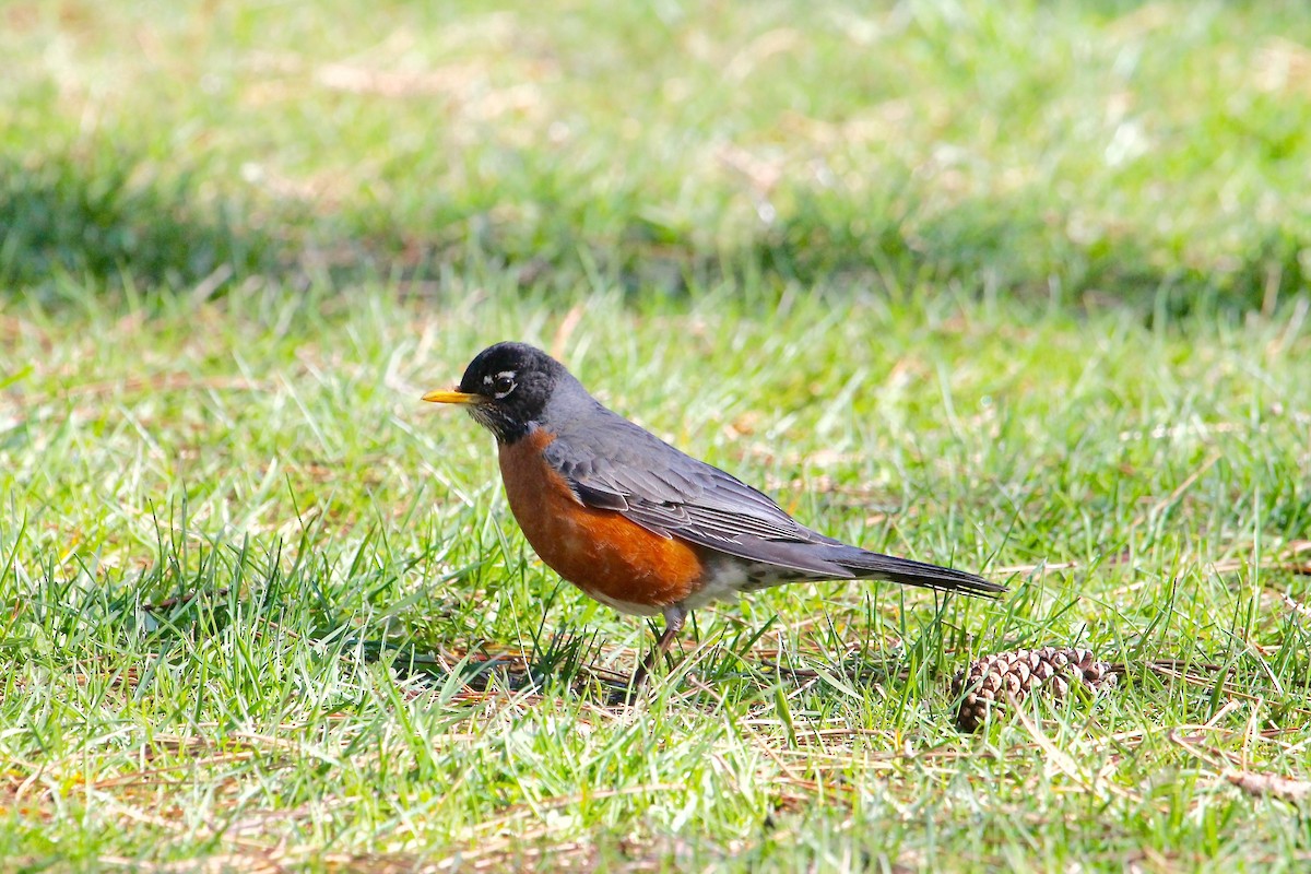 American Robin - ML226953671