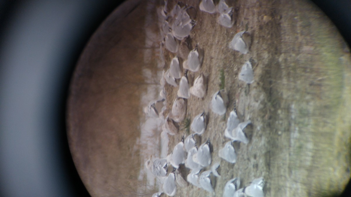 Gabbiano d'Islanda - ML22695371