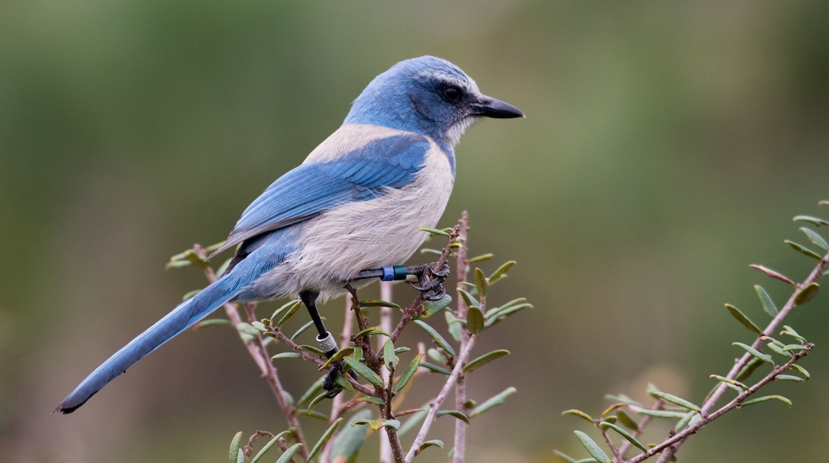 Florida Scrub-Jay - Herb Elliott