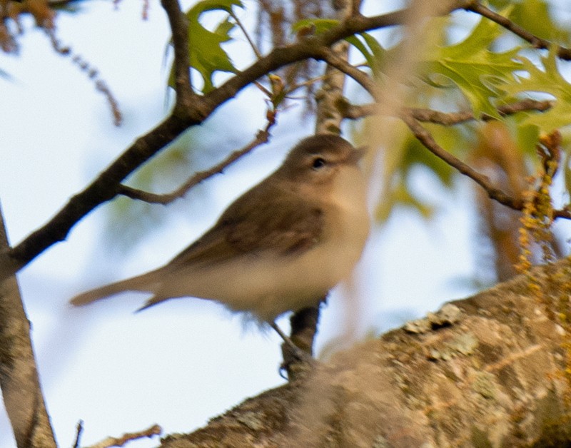 Warbling Vireo - ML226954981