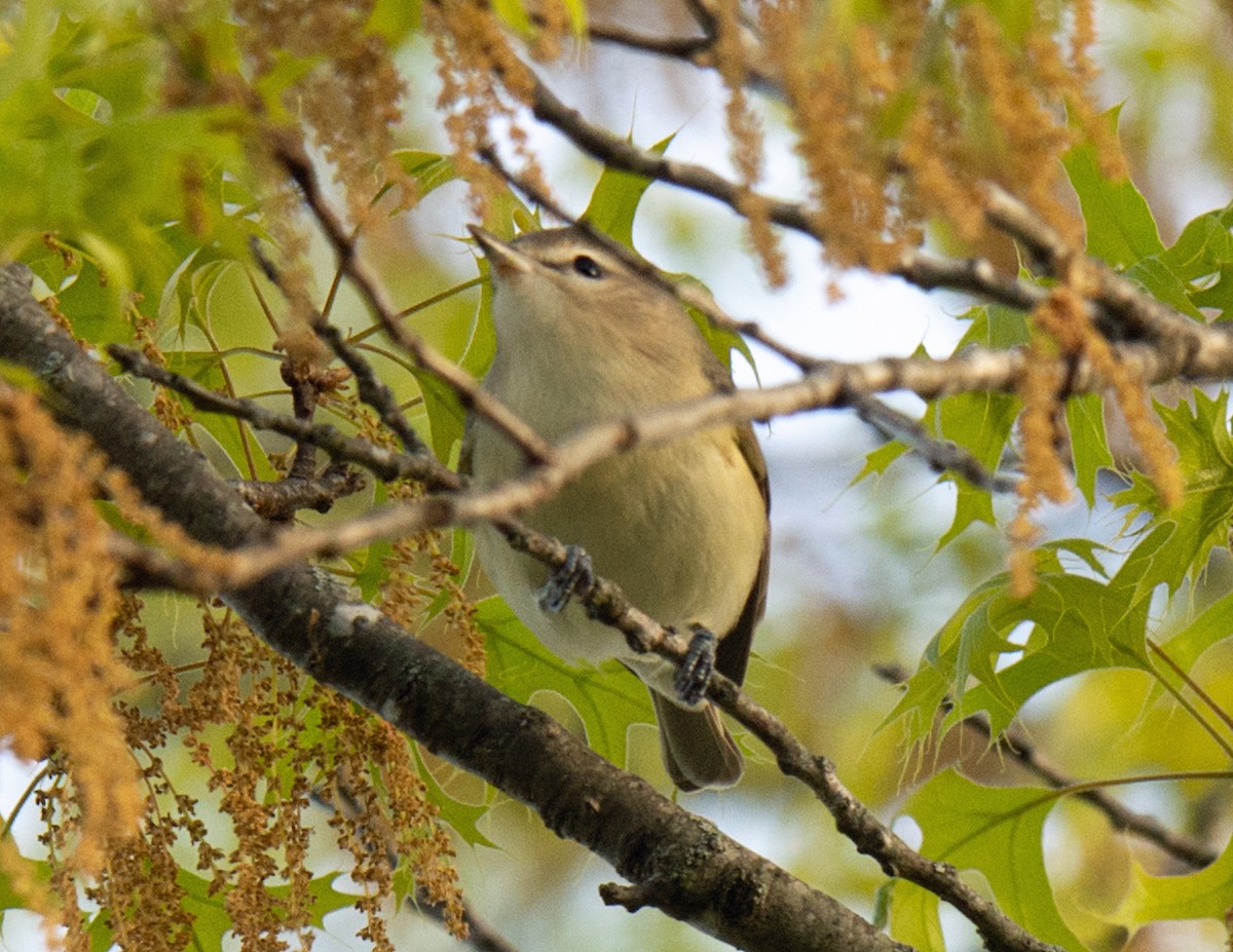 Warbling Vireo - ML226954991