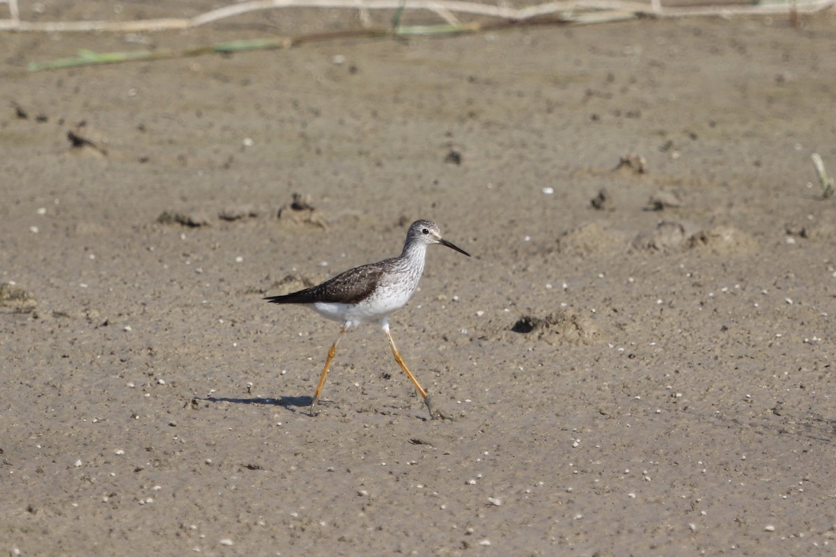 Lesser Yellowlegs - Oliver Kew