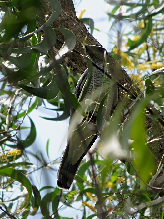 Large Cuckooshrike - Ramit Singal