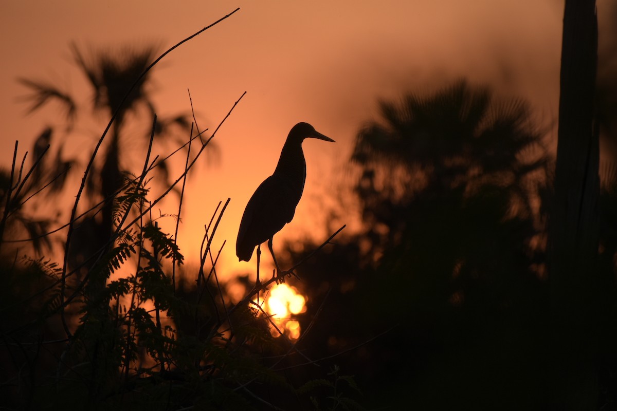 Rufescent Tiger-Heron - Bruno Bareiro