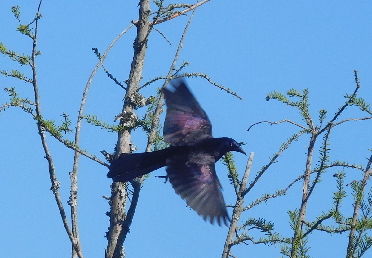 Common Grackle - ML226957261