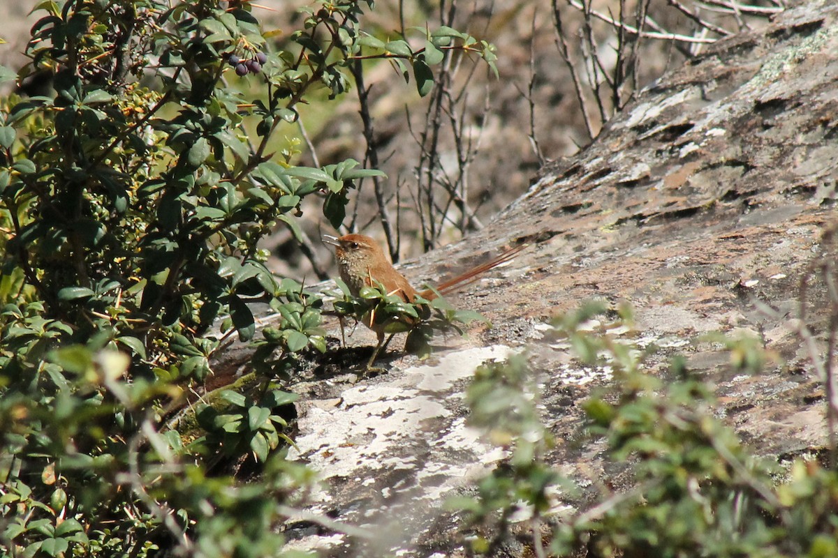 Rusty-fronted Canastero - ML226957441