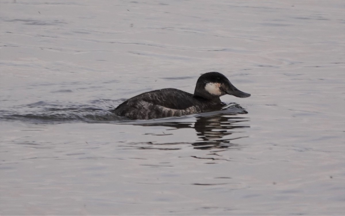 Ruddy Duck - ML226958001