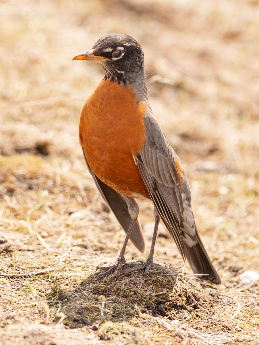 American Robin - ML226958231