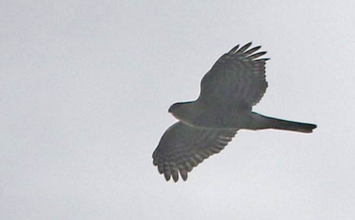 Cooper's Hawk - ML22695841