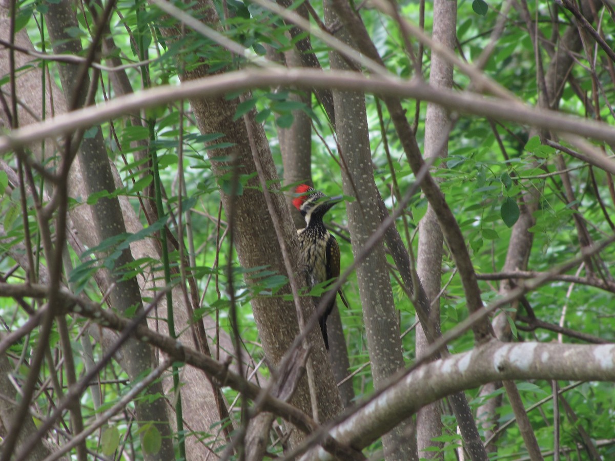 Black-rumped Flameback - ML226959991