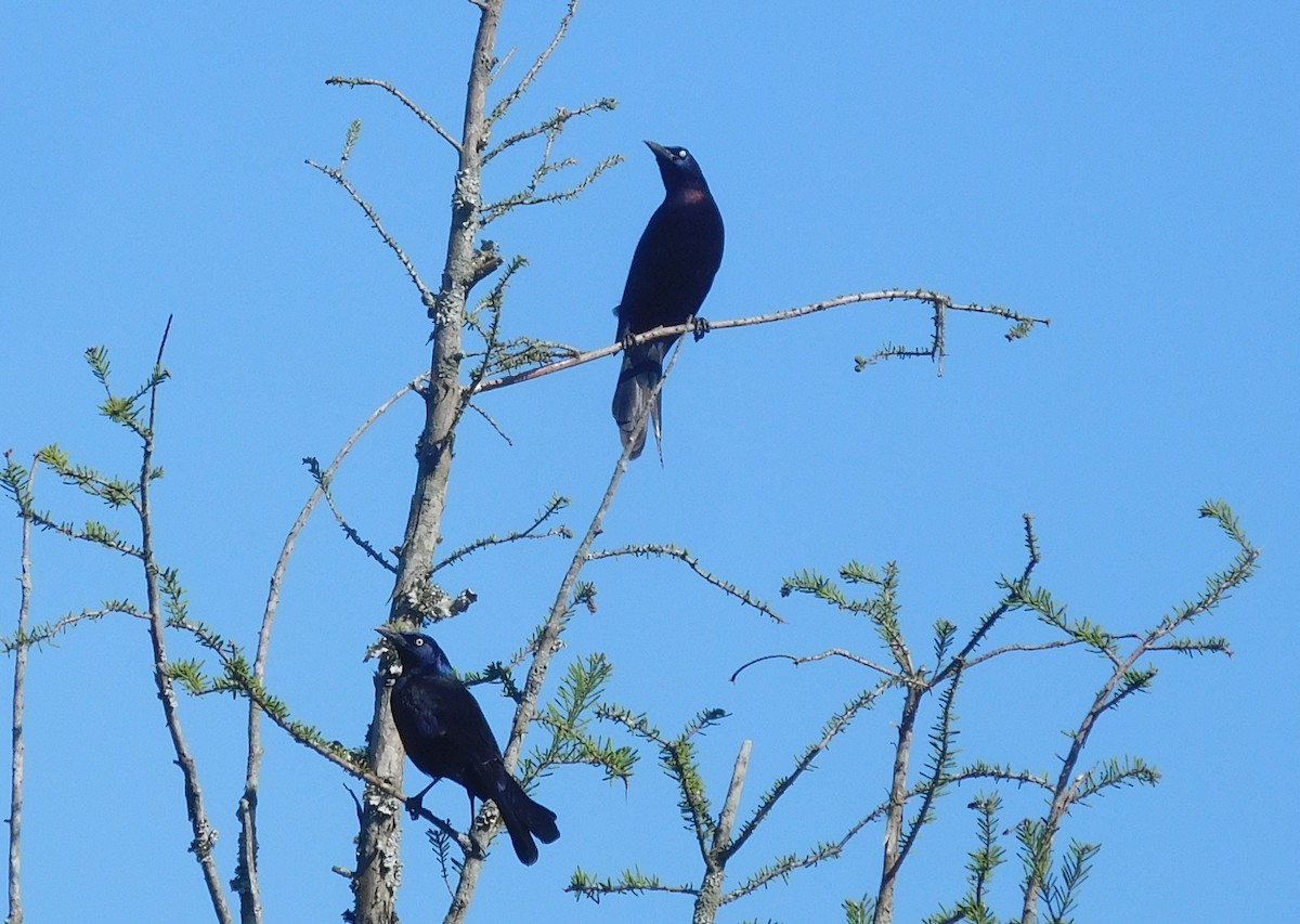 Common Grackle - ML226961661