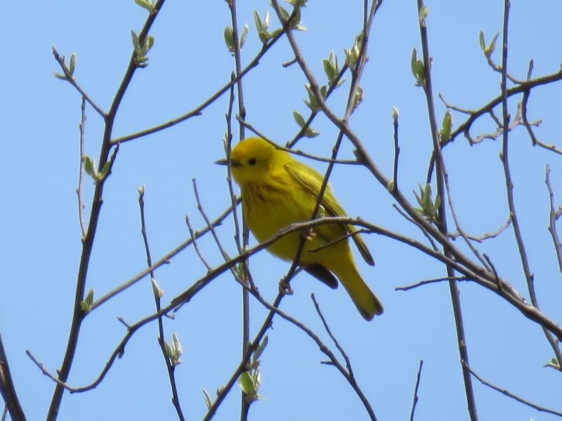 Yellow Warbler - Tracy The Birder