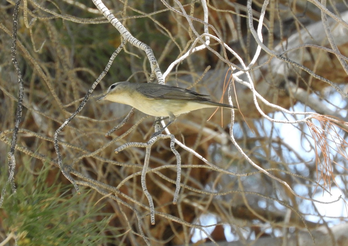 Warbling Vireo - ML226962821