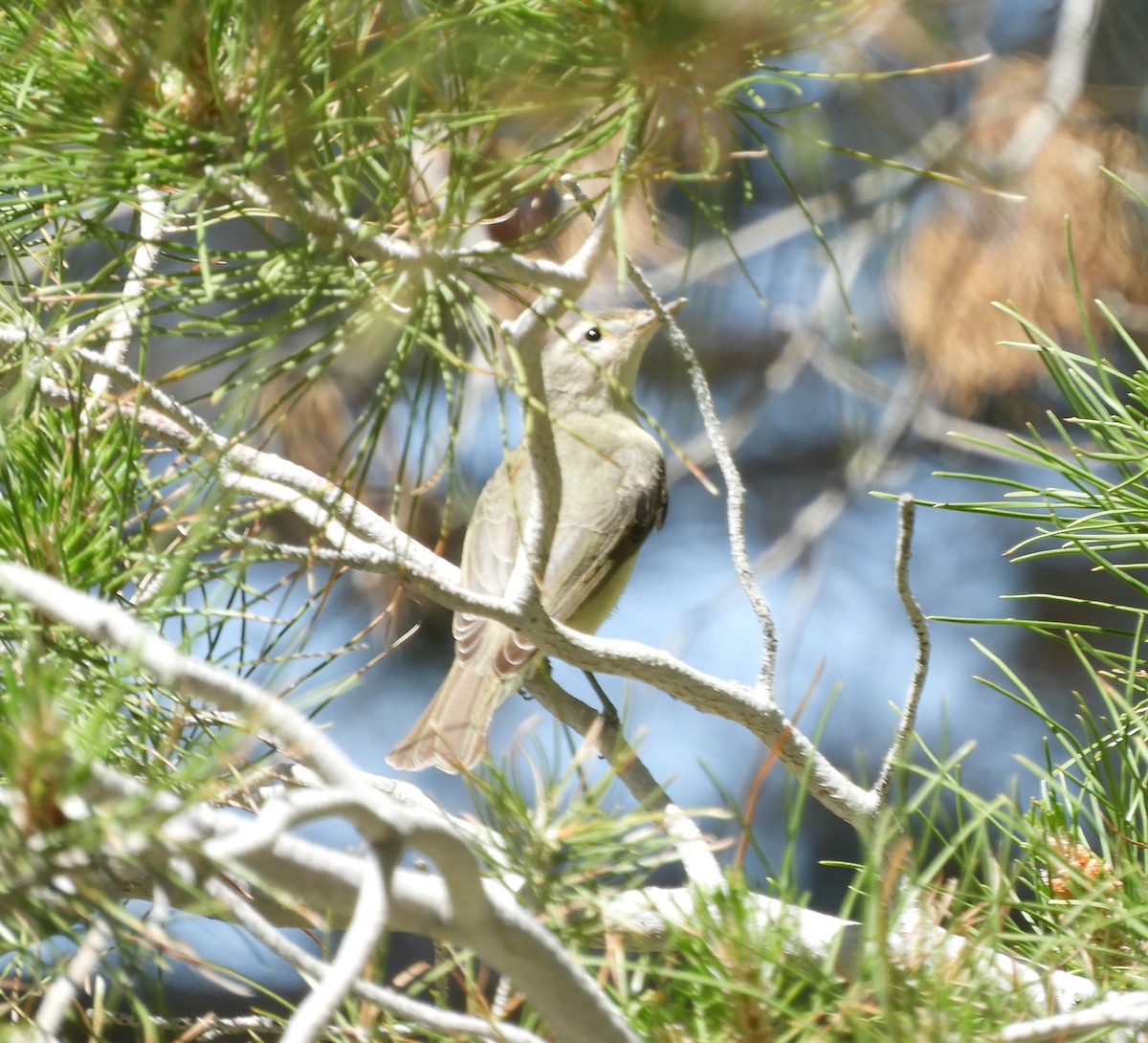 Warbling Vireo - ML226962911