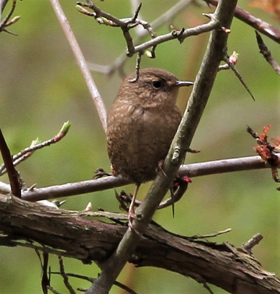 Winter Wren - ML226963221