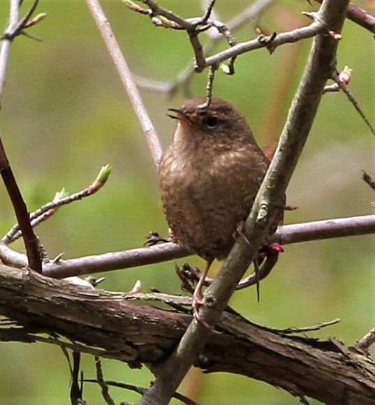 Winter Wren - ML226963231