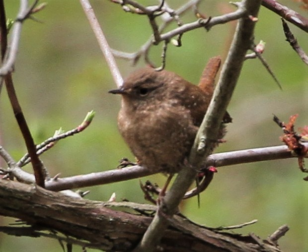 Winter Wren - ML226963251