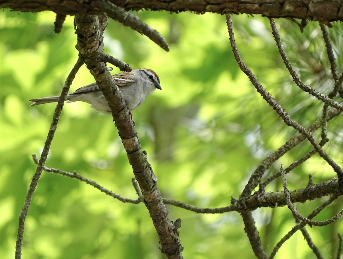 Chipping Sparrow - ML226963481