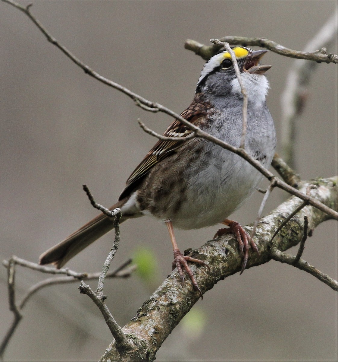 White-throated Sparrow - ML226963571