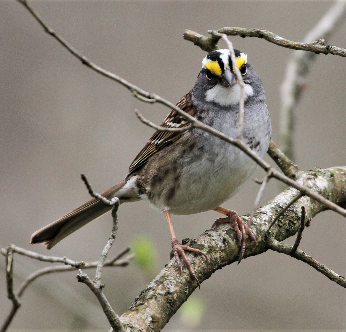 White-throated Sparrow - ML226963591