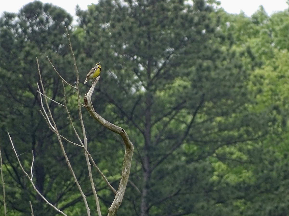 Eastern Meadowlark - ML226963601