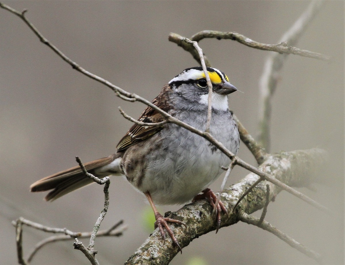 White-throated Sparrow - ML226963621