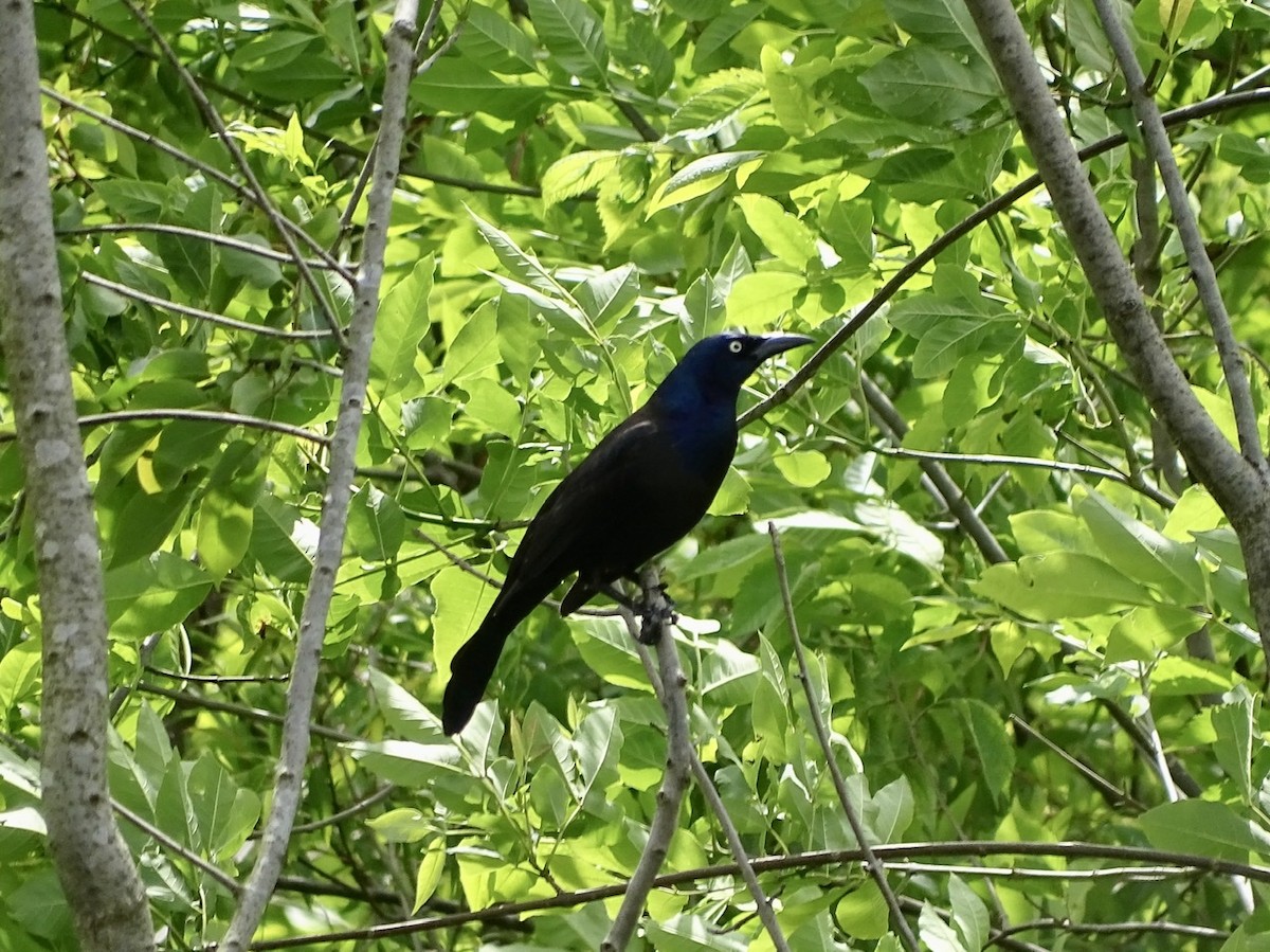 Common Grackle - ML226963931