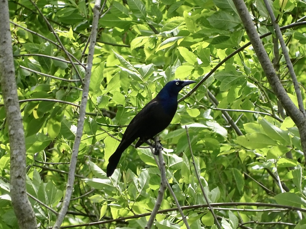 Common Grackle - ML226963931