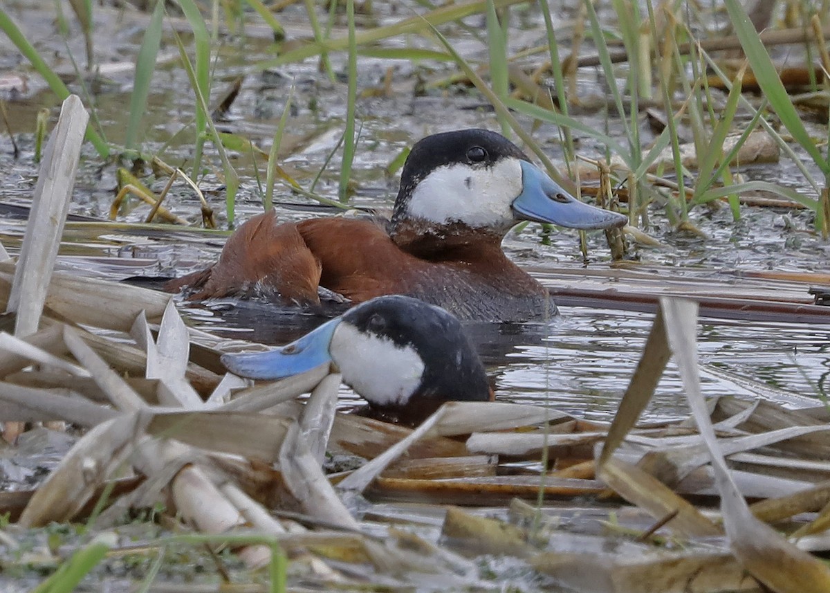 Ruddy Duck - ML226965241