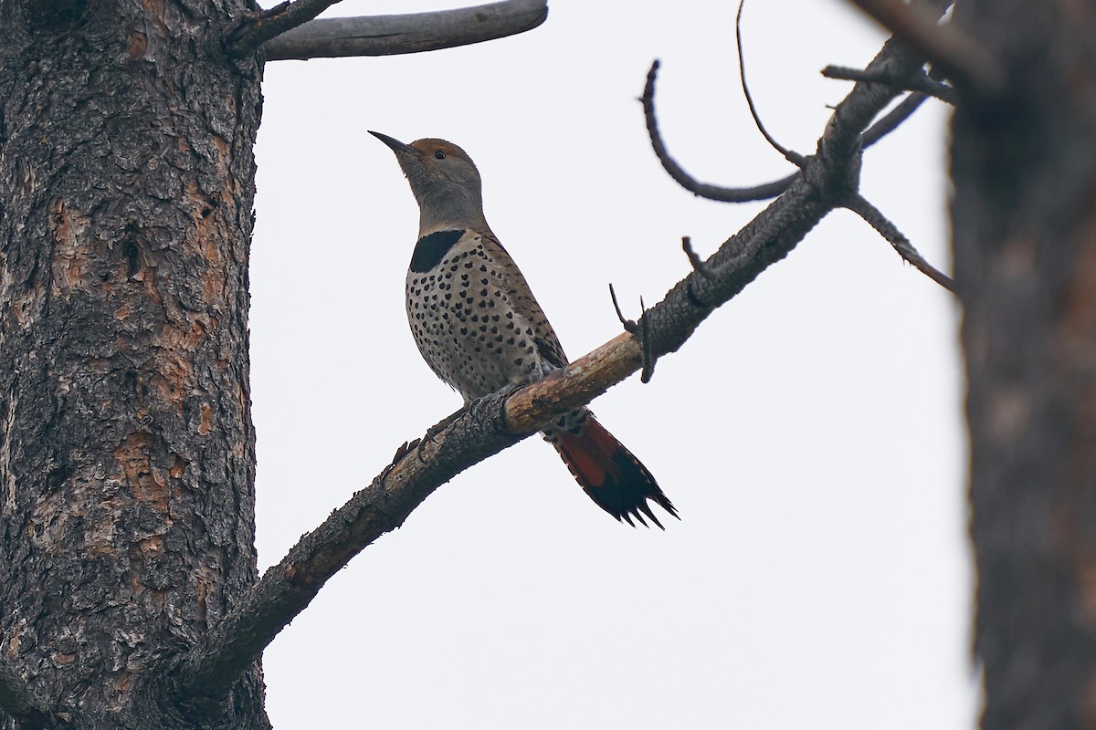 Northern Flicker (Red-shafted) - ML226967751