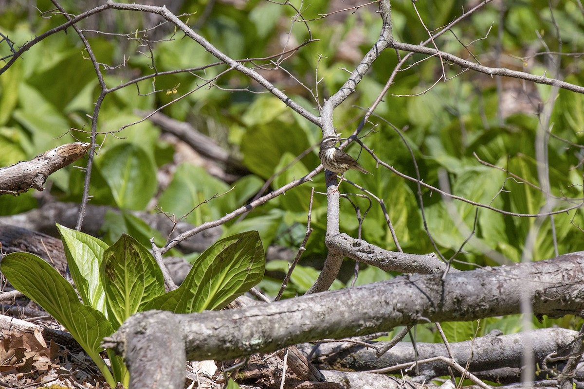 Louisiana Waterthrush - ML226967901