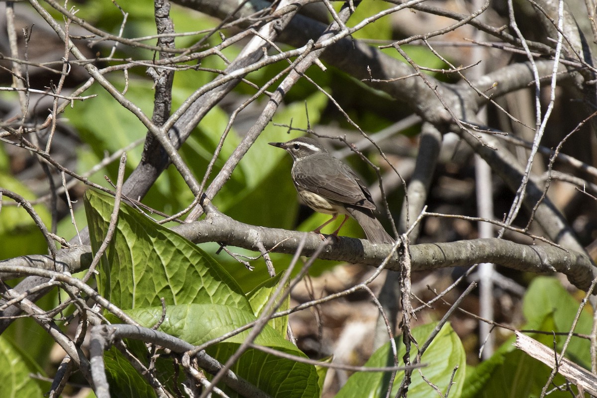 Louisiana Waterthrush - ML226968041